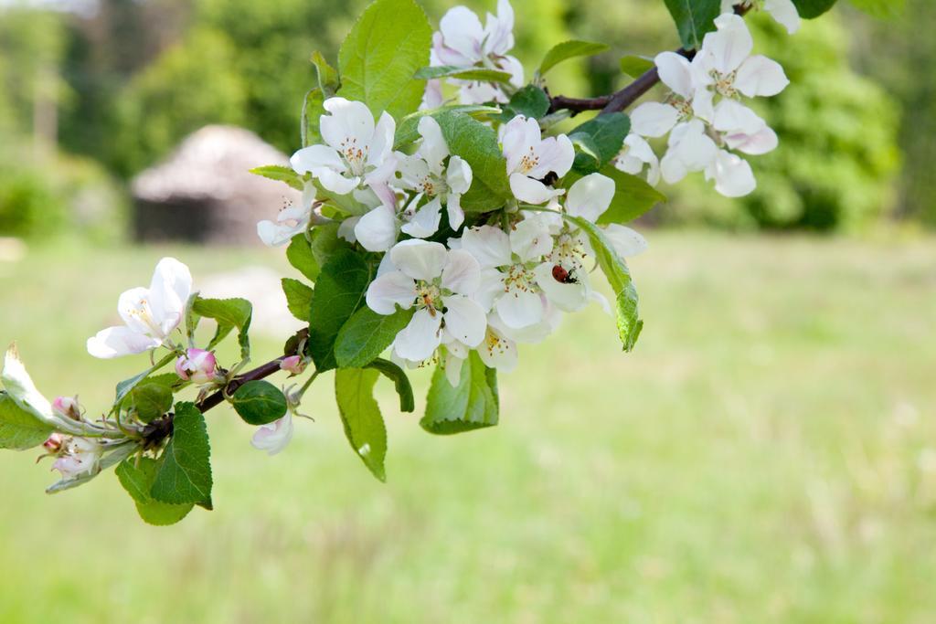 Adami Country Guesthouse Vainupea Zewnętrze zdjęcie